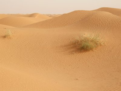 Sahara Dunes Scrubby Little Plant.jpg