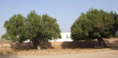 Typical Roadside View on Djerba with Ancient Olive Trees.jpg