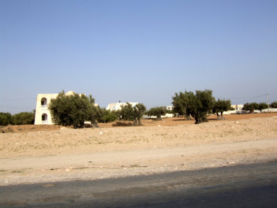 Typical Roadside View on Djerba with Ancient Olive Trees2.jpg