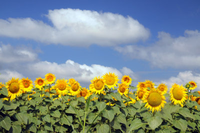 Sunflowers, 28.6.2008.