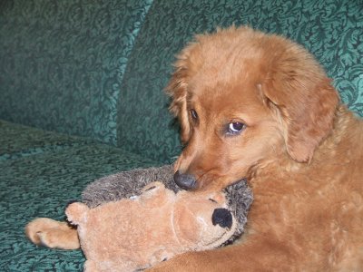 First stuffed animal