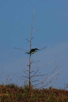 DSC_5704.jpg