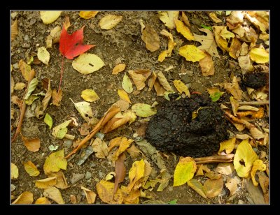 FRESH bear scat