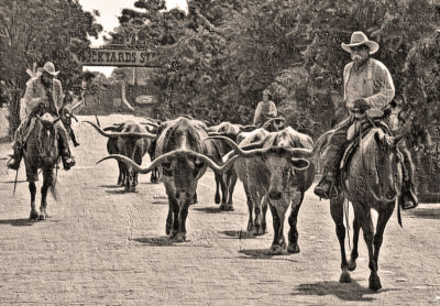cattledrive, Photo by Gary Wilson