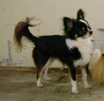 Oreo-2008 #1 Hawaii Long Coat Chihuahua