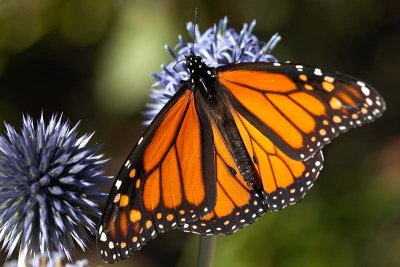 Monarch Butterfly