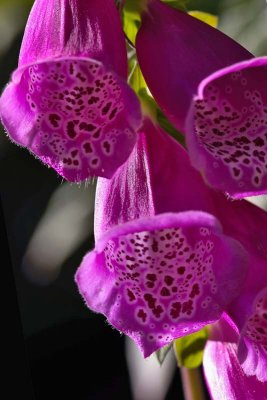 Foxglove