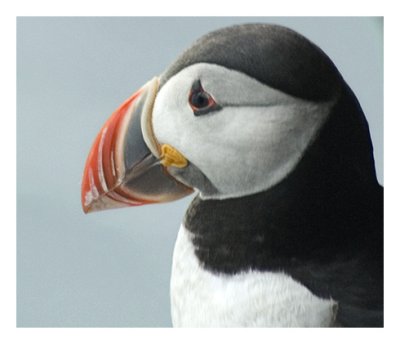 Puffin