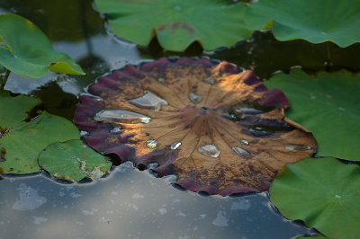 DSC_5131.jpg