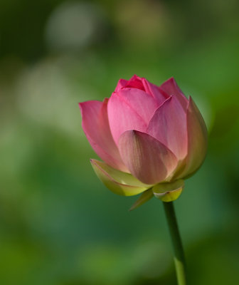 DSC_5310.jpg