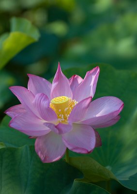 DSC_5326.jpg