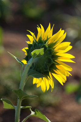 Sunflowers & Bugs