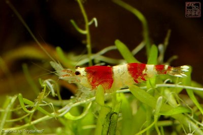crystal_red_shrimps