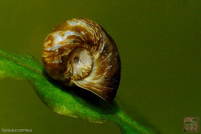 ramshorn