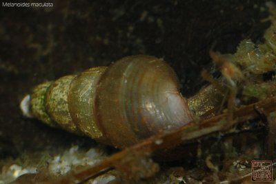 trumpet_snails