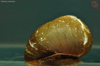 nerites
