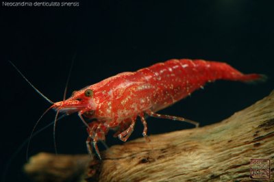 cherry_red_shrimps