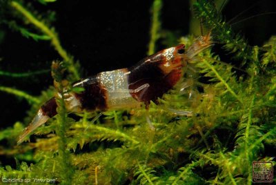 new_bee_shrimps