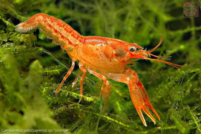 cambarellus_patzcuarensis_sp_orange