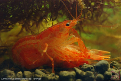 cambarellus_patzcuarensis_sp_orange