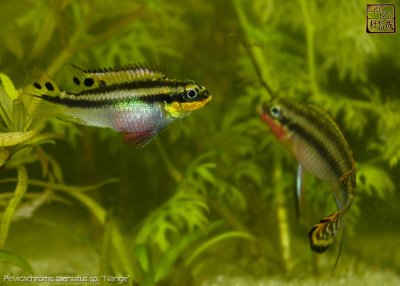 pelvicachromis_taeniatus