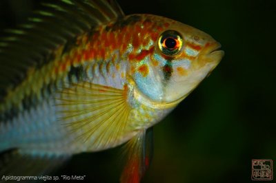 apistogramma