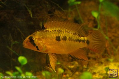 apistogramma_viejita_rio_meta
