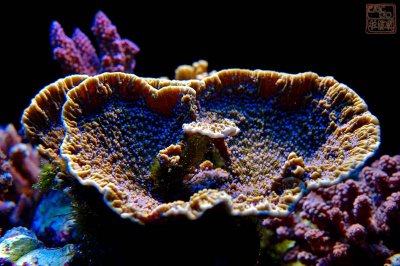 aquatic_gallery