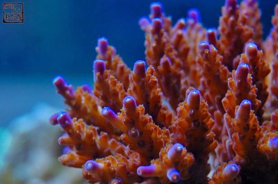 aquatic_gallery