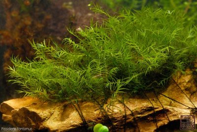 moss
