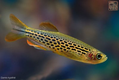 D2X_3805.jpg
