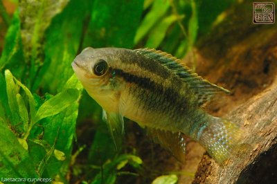 laetacara_curviceps