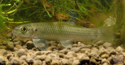 catfish