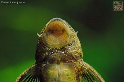 parotocinclus_jumbo