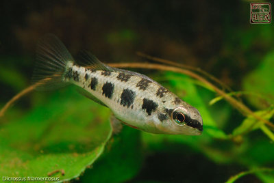 dicrossus_filamentosus