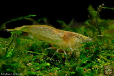green_shrimps