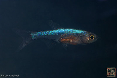 D2X_0015.jpg