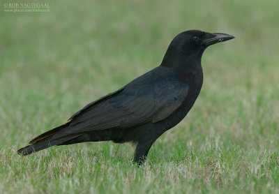 Amerikaanse Kraai - American Crow - Corvus brachyrhynchos