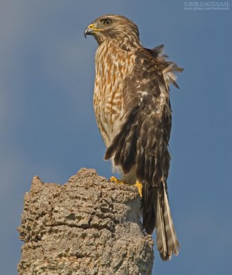 Roodschouderbuizerd - Red-shouldered Hawk - Buteo lineatus