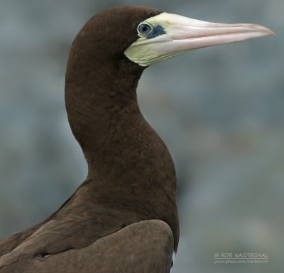 Bruine Gent - Brown Booby - Sula leucogaster