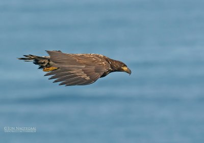 Zeearend - White-tailed Eagle - Haliaeetus albicilla