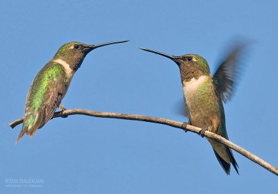 Robijnkeeltje - Ruby-throated Hummingbird - Archilochus colubris