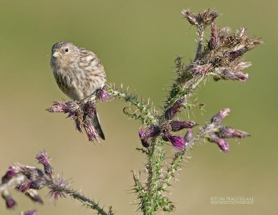 Frater - Twite - Carduelis flavirostris