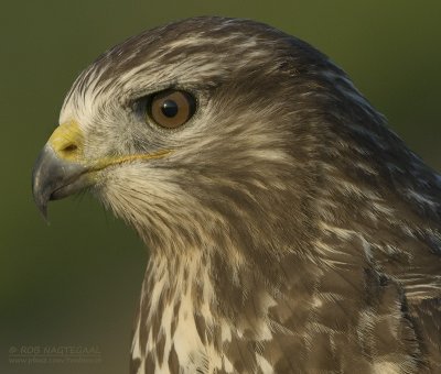 Buizerd - Common Buzzard - Buteo Buteo