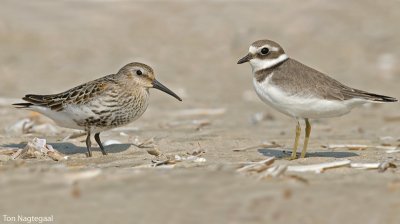 Bonte strandloper - Dunlin - Calidris alpina - Bontbekplevier - Ringed plover - Charadrius hiaticula