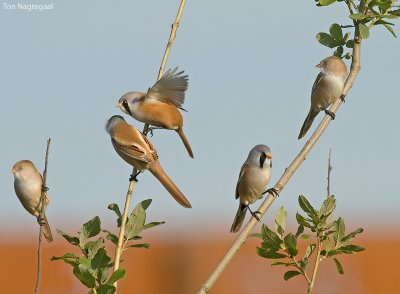 Baardman - Bearded Reedling - Panurus biarmicus