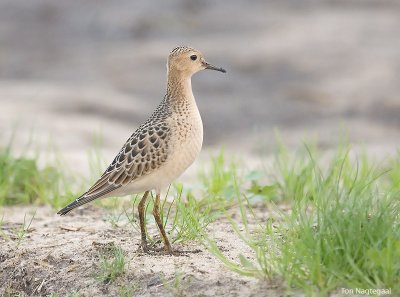 Blonderuiter - Buffbreasted sandpiper - Tryngites subruficollis