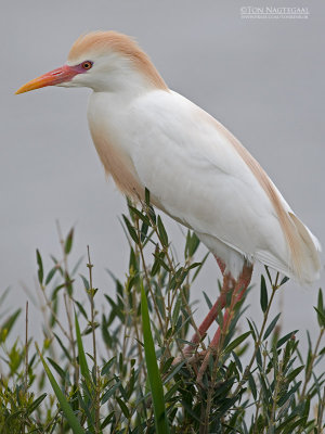 Koereiger - Western Cattle Egret - Bunulcus Ibis