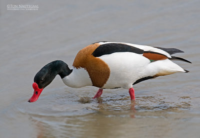 Bergeend - Shelduck - Tadorna tadorna