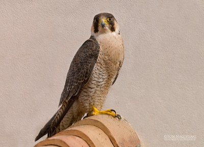 Slechtvalk - Peregrine - Falco peregrinus